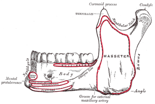 Rostro, mandíbula y boca